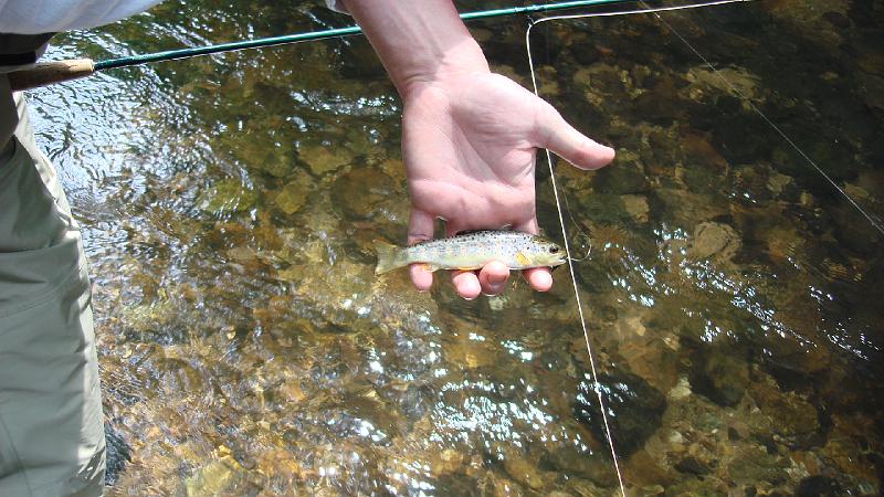 Small Brookie - better look.JPG